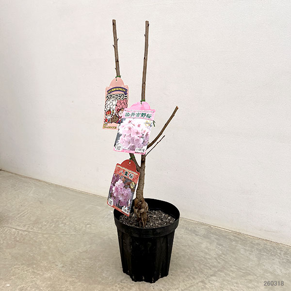 ペアフラワー：サクラ（関山桜と染井吉野）7号鉢植え