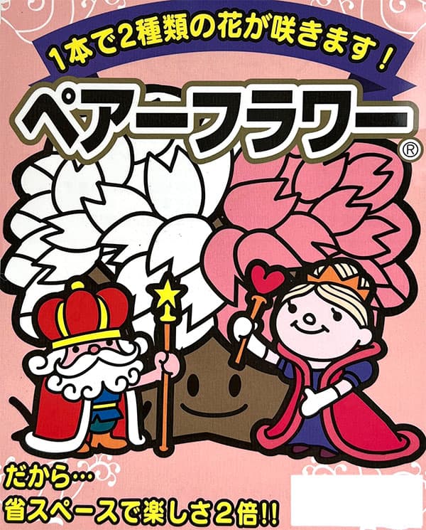 ペアフラワー：サクラ（関山桜と染井吉野）7号鉢植え