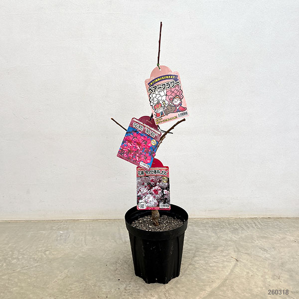 ペアフラワー：ハナモモ（源平シダレと菊桃）7号鉢植え