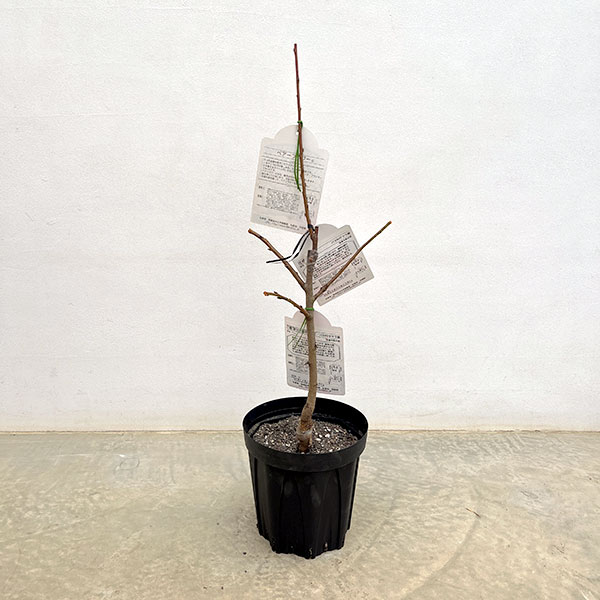 ペアフラワー：ハナモモ（源平シダレと菊桃）7号鉢植え