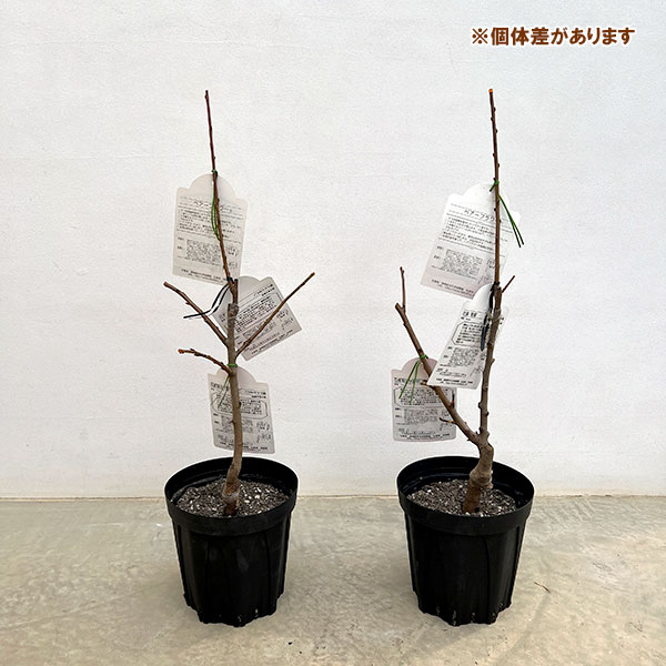 ペアフラワー：ハナモモ（源平シダレと菊桃）7号鉢植え