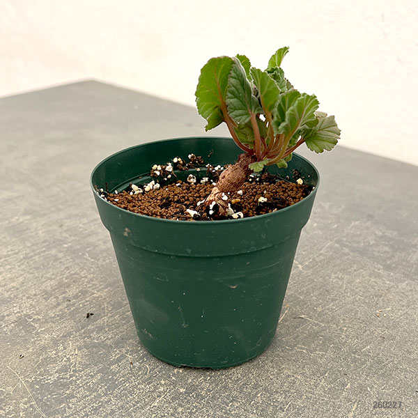 園芸ネット本店｜ペラルゴニウム：ロバツムフォーム1 3.5号鉢植え の