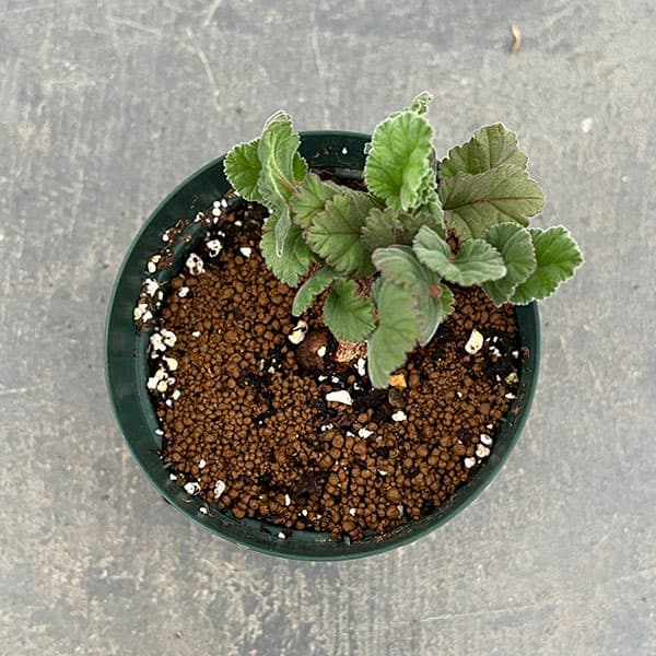 ペラルゴニウム:ロバツムフォーム1 3.5号鉢植え