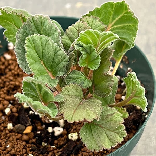 ペラルゴニウム:ロバツムフォーム1 3.5号鉢植え