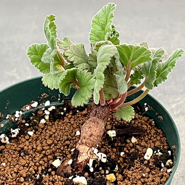 ペラルゴニウム:ロバツムフォーム1 3.5号鉢植え