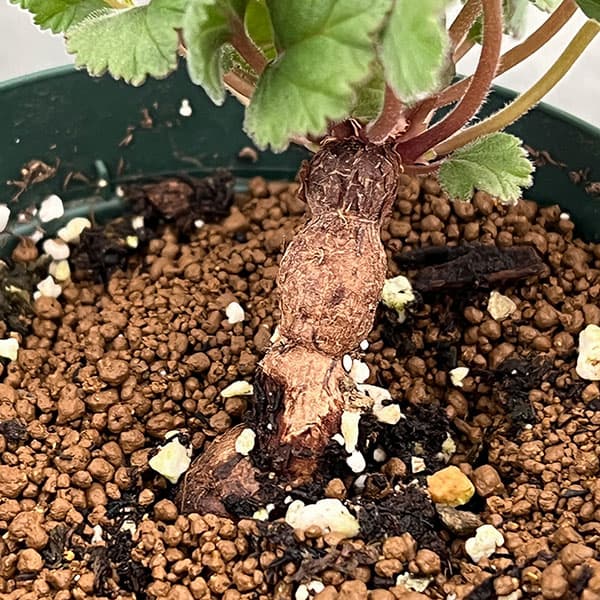 ペラルゴニウム:ロバツムフォーム1 3.5号鉢植え