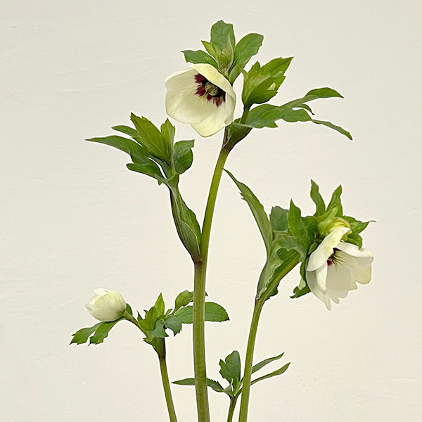 杉光園芸さんのクリスマスローズ：Ｆｒｅｅｄａ（フリーダ）26-01／4号ポット【現品販売】