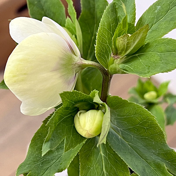 杉光園芸さんのクリスマスローズ：Ｆｒｅｅｄａ（フリーダ）26-01／4号ポット【現品販売】