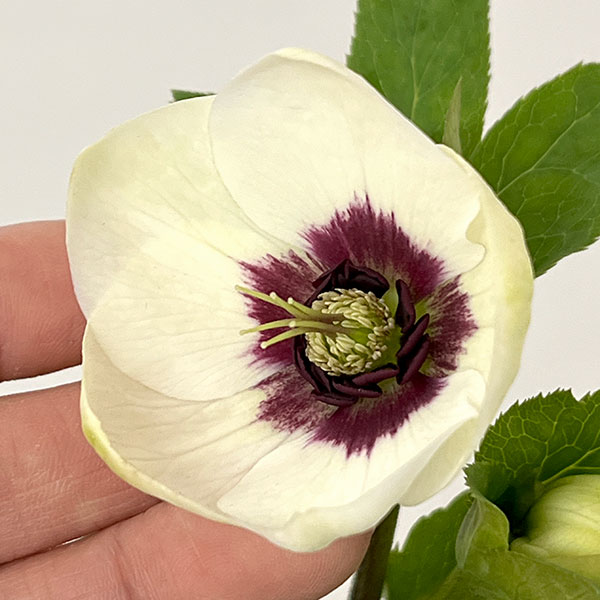 杉光園芸さんのクリスマスローズ：Ｆｒｅｅｄａ（フリーダ）26-01／4号ポット【現品販売】