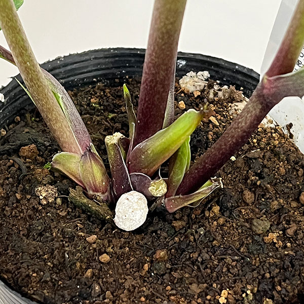 杉光園芸さんのクリスマスローズ：Ｆｒｅｅｄａ（フリーダ）26-01／4号ポット【現品販売】