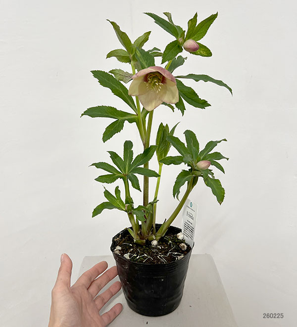 杉光園芸さんのクリスマスローズ：Ｆｒｅｅｄａ（フリーダ）26-02／4号ポット【現品販売】