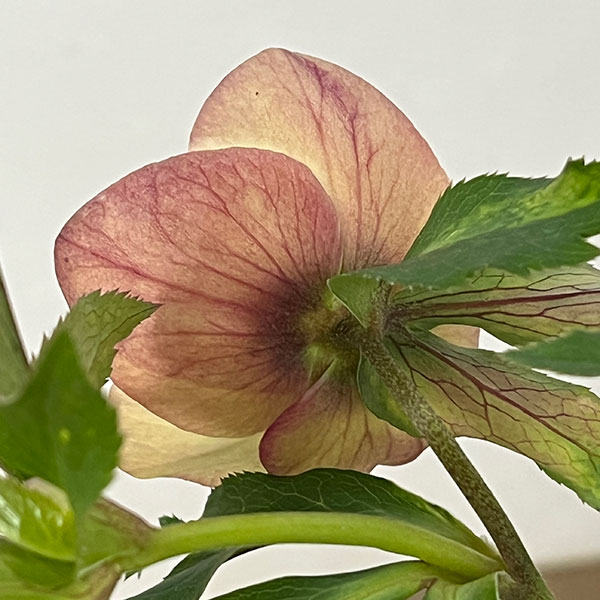 杉光園芸さんのクリスマスローズ：Ｆｒｅｅｄａ（フリーダ）26-02／4号ポット【現品販売】