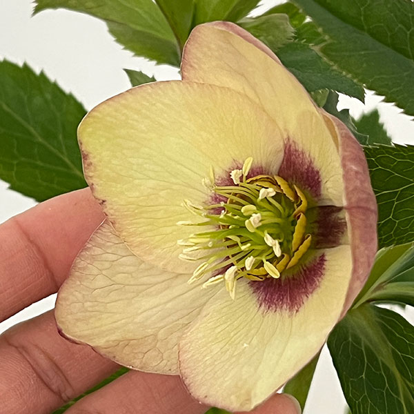 杉光園芸さんのクリスマスローズ：Ｆｒｅｅｄａ（フリーダ）26-02／4号ポット【現品販売】