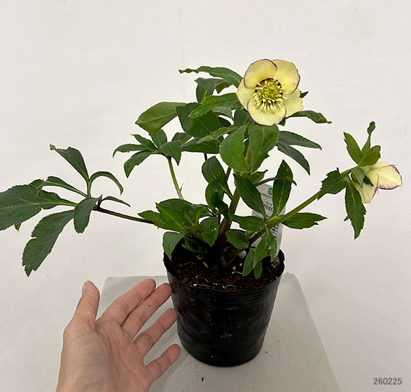 杉光園芸さんのクリスマスローズ：Ｆｒｅｅｄａ（フリーダ）26-03／4号ポット【現品販売】