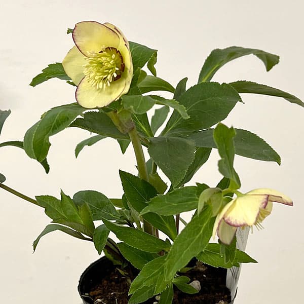 杉光園芸さんのクリスマスローズ：Ｆｒｅｅｄａ（フリーダ）26-03／4号ポット【現品販売】