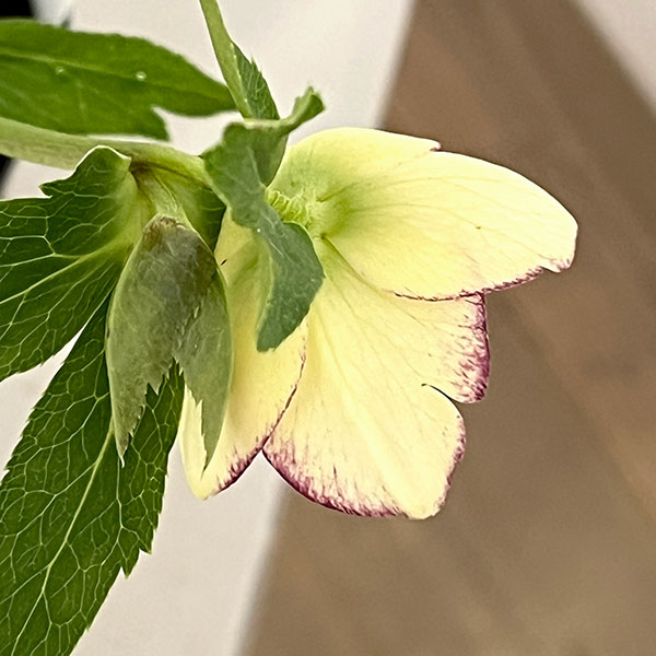 杉光園芸さんのクリスマスローズ：Ｆｒｅｅｄａ（フリーダ）26-03／4号ポット【現品販売】