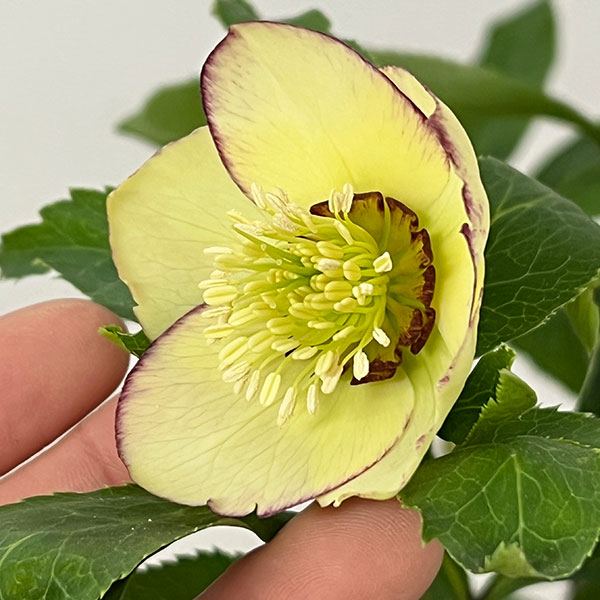 杉光園芸さんのクリスマスローズ：Ｆｒｅｅｄａ（フリーダ）26-03／4号ポット【現品販売】