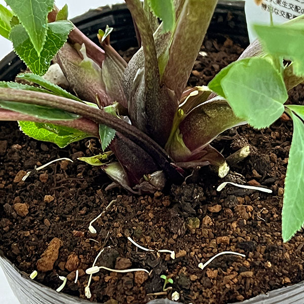 杉光園芸さんのクリスマスローズ：Ｆｒｅｅｄａ（フリーダ）26-03／4号ポット【現品販売】