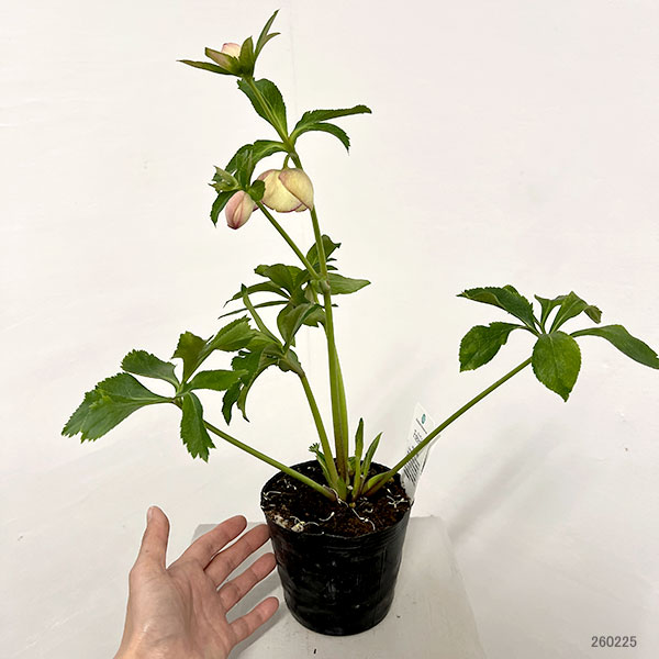 杉光園芸さんのクリスマスローズ:Freeda(フリーダ)26-04/4号ポット【現品販売】