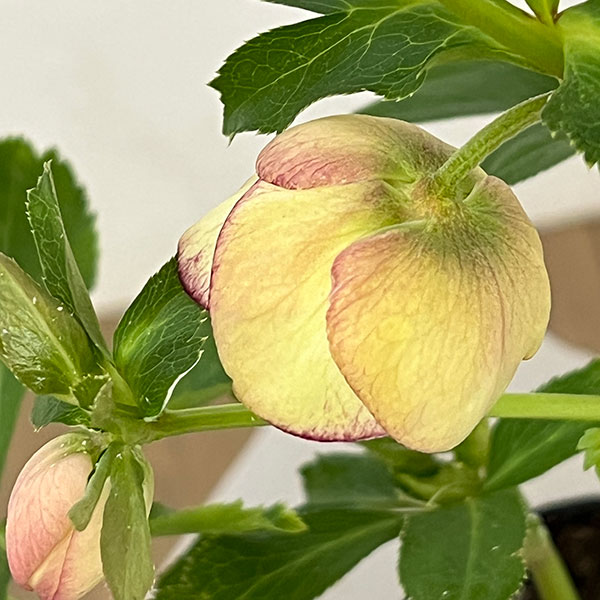 杉光園芸さんのクリスマスローズ:Freeda(フリーダ)26-04/4号ポット【現品販売】