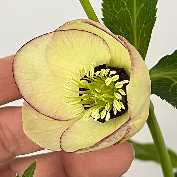 杉光園芸さんのクリスマスローズ:Freeda(フリーダ)26-04/4号ポット【現品販売】