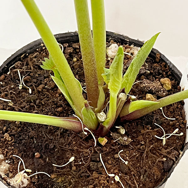 杉光園芸さんのクリスマスローズ:Freeda(フリーダ)26-04/4号ポット【現品販売】