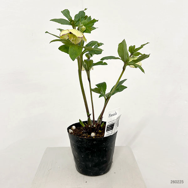 杉光園芸さんのクリスマスローズ:Freeda(フリーダ)26-05/4号ポット【現品販売】