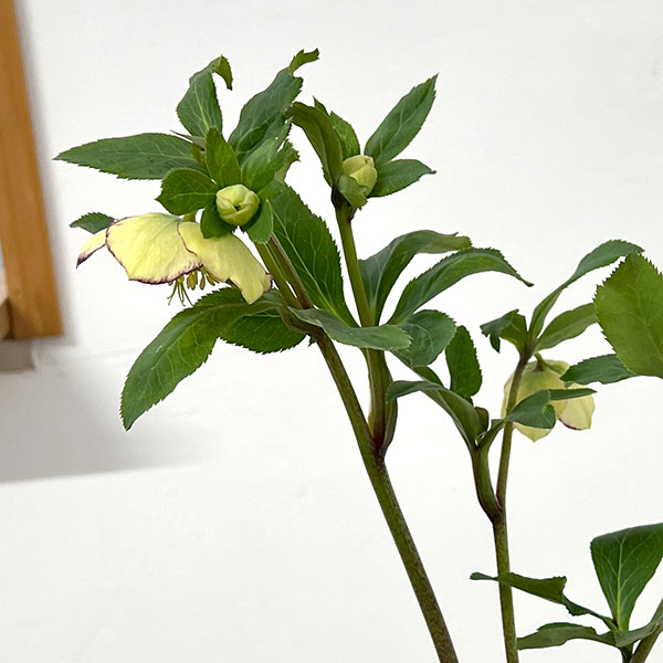 杉光園芸さんのクリスマスローズ:Freeda(フリーダ)26-05/4号ポット【現品販売】