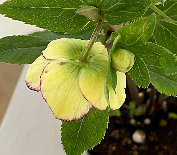 杉光園芸さんのクリスマスローズ:Freeda(フリーダ)26-05/4号ポット【現品販売】