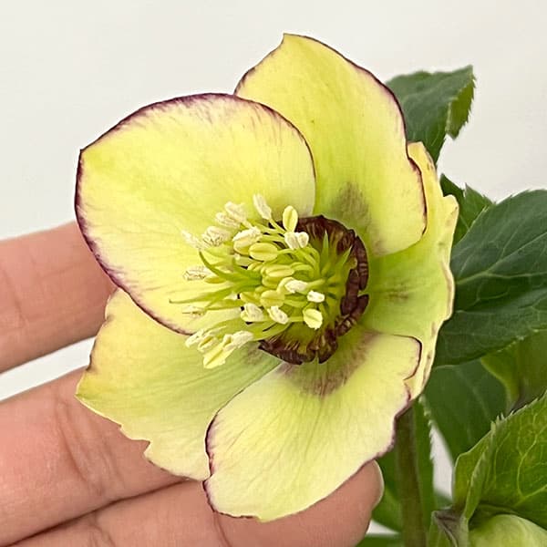 杉光園芸さんのクリスマスローズ:Freeda(フリーダ)26-05/4号ポット【現品販売】