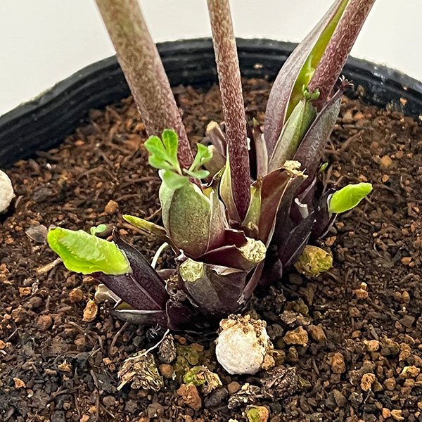 杉光園芸さんのクリスマスローズ:Freeda(フリーダ)26-05/4号ポット【現品販売】