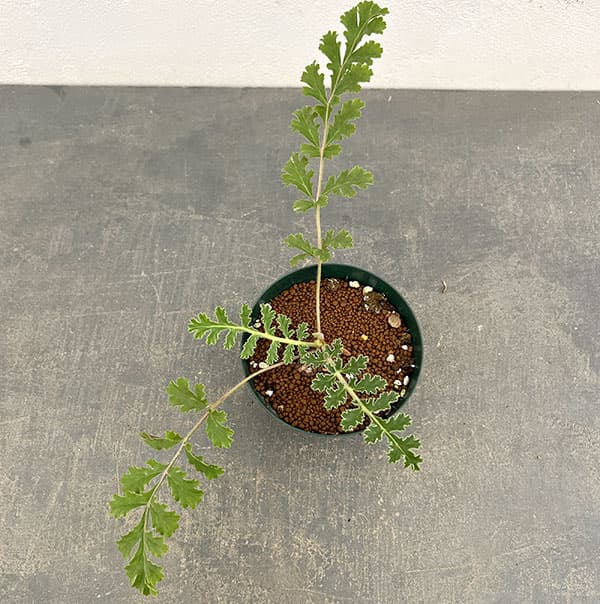 ペラルゴニウム:ラドゥリフォリウム 3.5号鉢植え