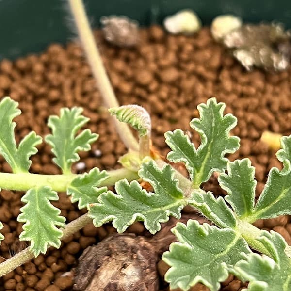 ペラルゴニウム:ラドゥリフォリウム 3.5号鉢植え