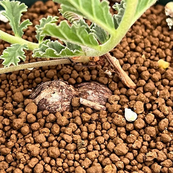 ペラルゴニウム:ラドゥリフォリウム 3.5号鉢植え