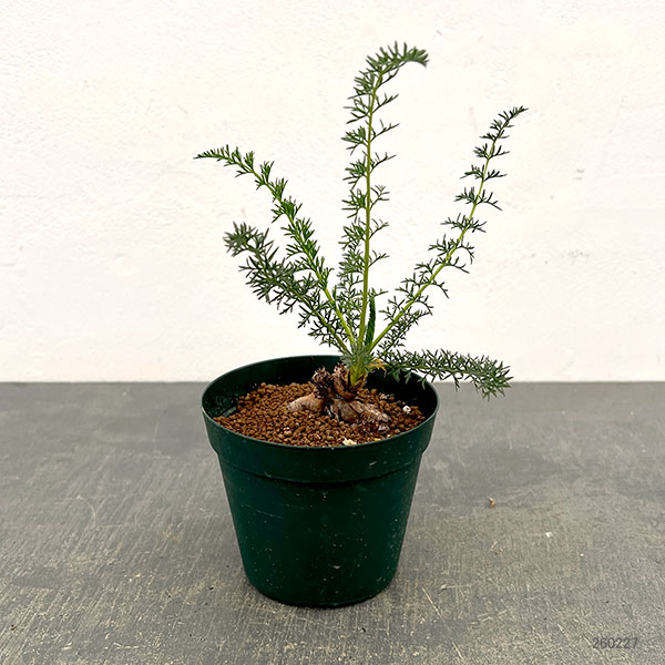 ペラルゴニウム:アウリツム 3.5号鉢植え