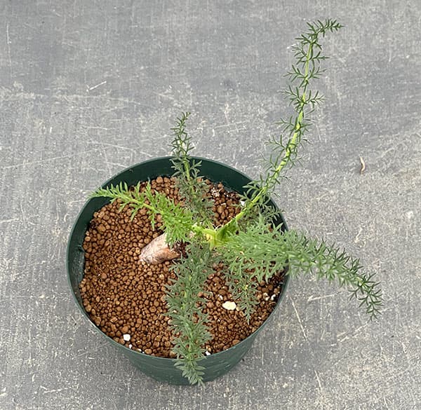 ペラルゴニウム:アウリツム 3.5号鉢植え