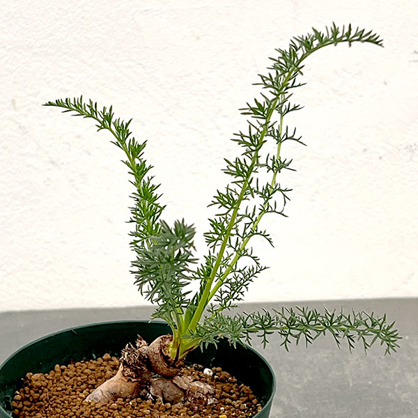 ペラルゴニウム:アウリツム 3.5号鉢植え