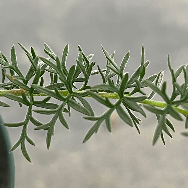 ペラルゴニウム:アウリツム 3.5号鉢植え