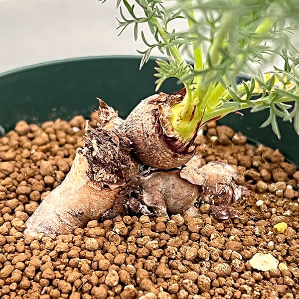 ペラルゴニウム:アウリツム 3.5号鉢植え