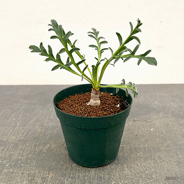 ペラルゴニウム:ラパセウム ピンク 3.5号鉢植え