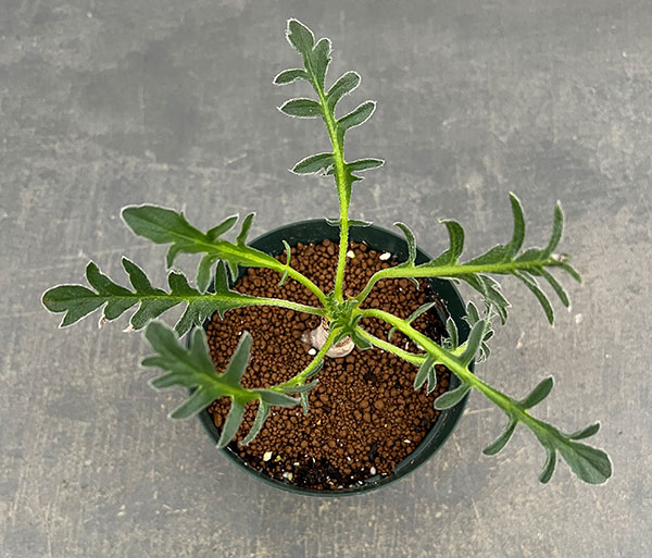 ペラルゴニウム:ラパセウム ピンク 3.5号鉢植え