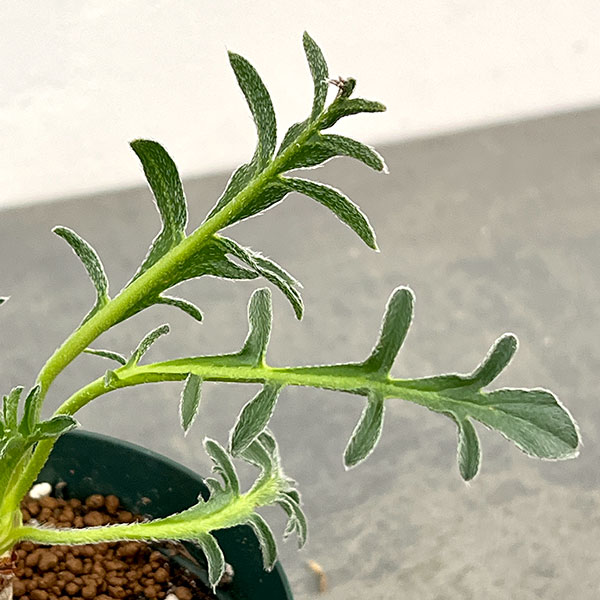 ペラルゴニウム:ラパセウム ピンク 3.5号鉢植え