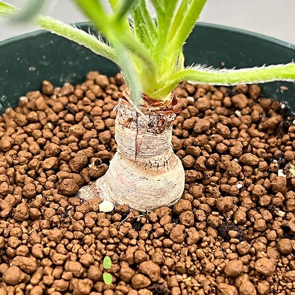 ペラルゴニウム:ラパセウム ピンク 3.5号鉢植え