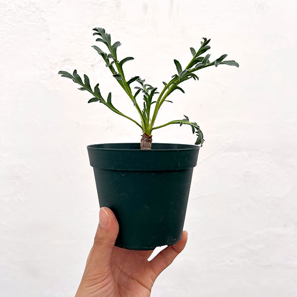ペラルゴニウム:ラパセウム ピンク 3.5号鉢植え