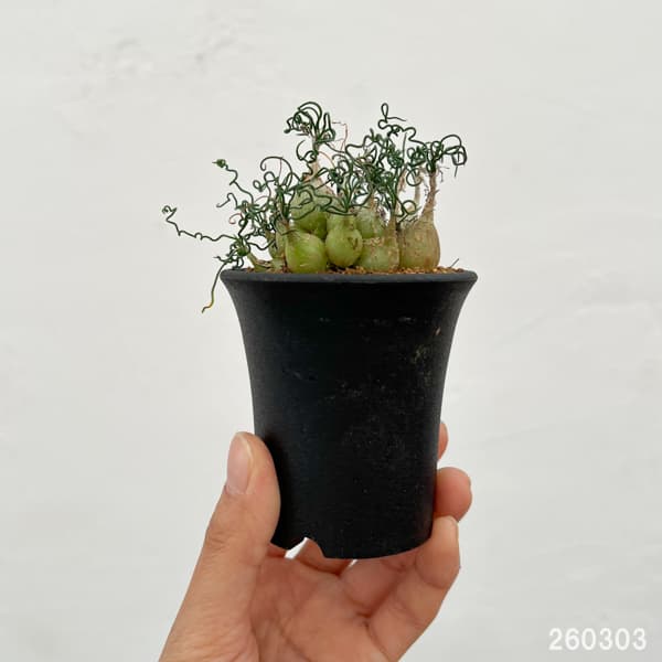 オーニソガラム：トルツオスム　2.5号鉢植え*