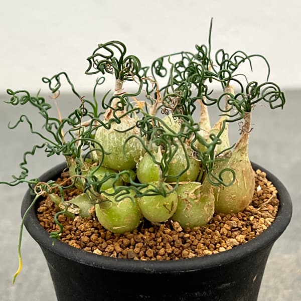 オーニソガラム：トルツオスム　2.5号鉢植え*