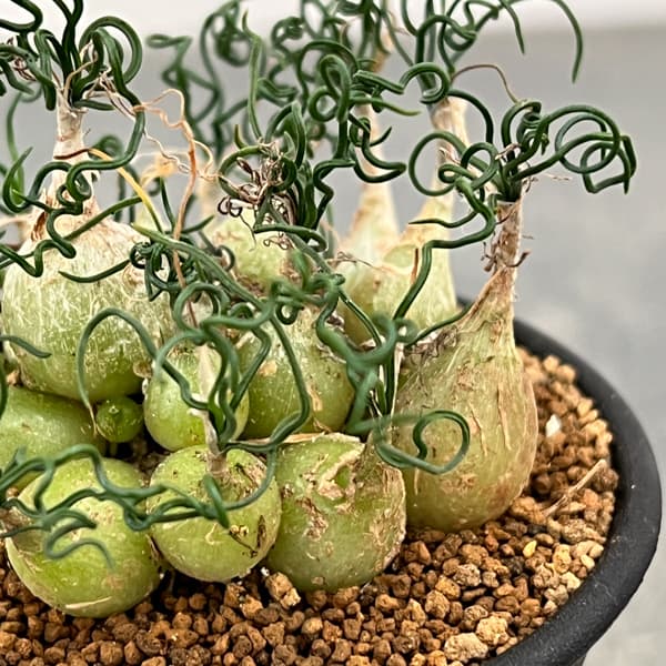 オーニソガラム：トルツオスム　2.5号鉢植え*