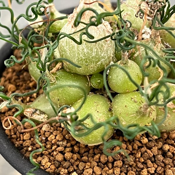 オーニソガラム：トルツオスム　2.5号鉢植え*