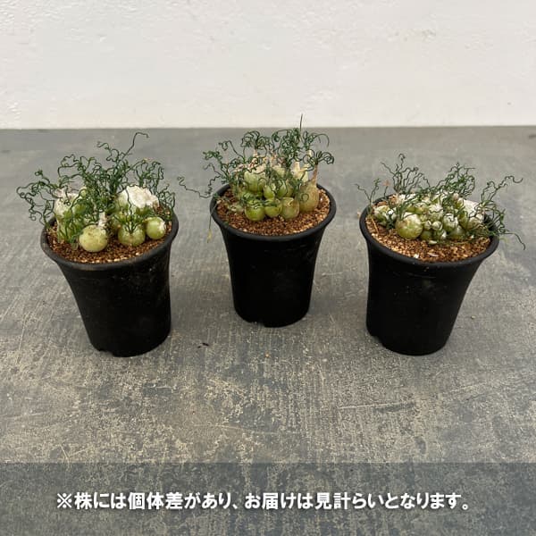 オーニソガラム：トルツオスム　2.5号鉢植え*
