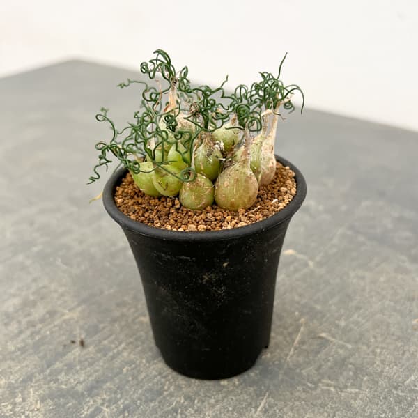 オーニソガラム：トルツオスム　2.5号鉢植え*